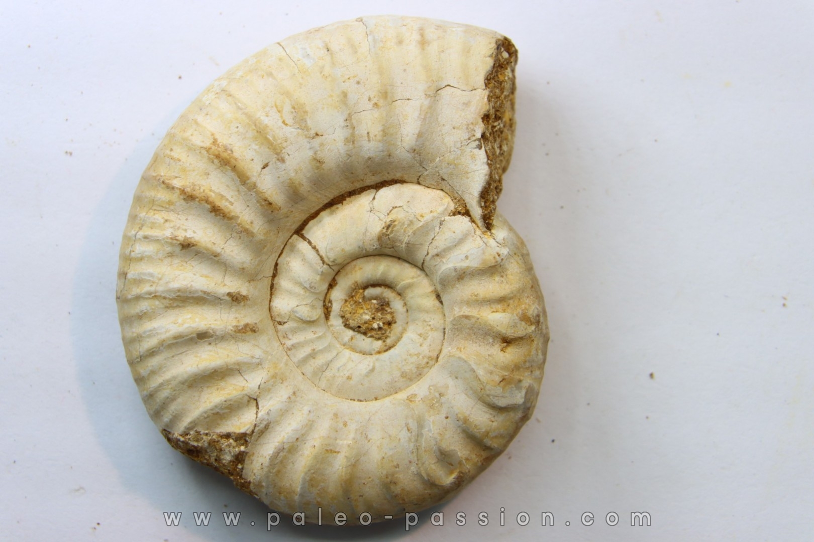 RARE Mirosphinctes-aff-frickensis - Oxfordien - Madagascar