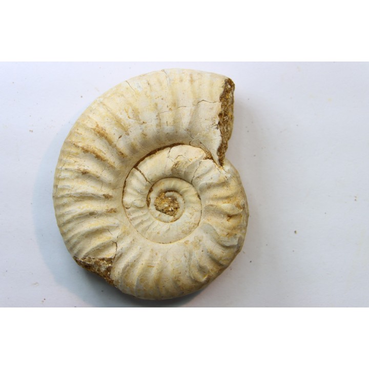 Mirosphinctes-aff-frickensis (4)