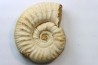 Mirosphinctes-aff-frickensis (4)