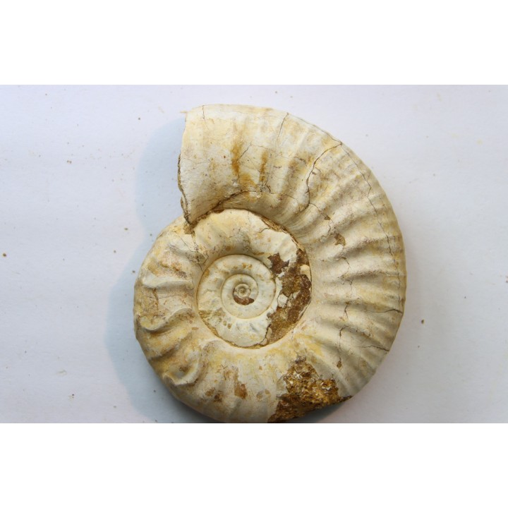 Mirosphinctes-aff-frickensis (4)