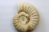 RARE Mirosphinctes-aff-frickensis - Oxfordien - Madagascar