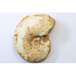 Lissoceras sp (?)