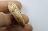 Lissoceras sp (?)