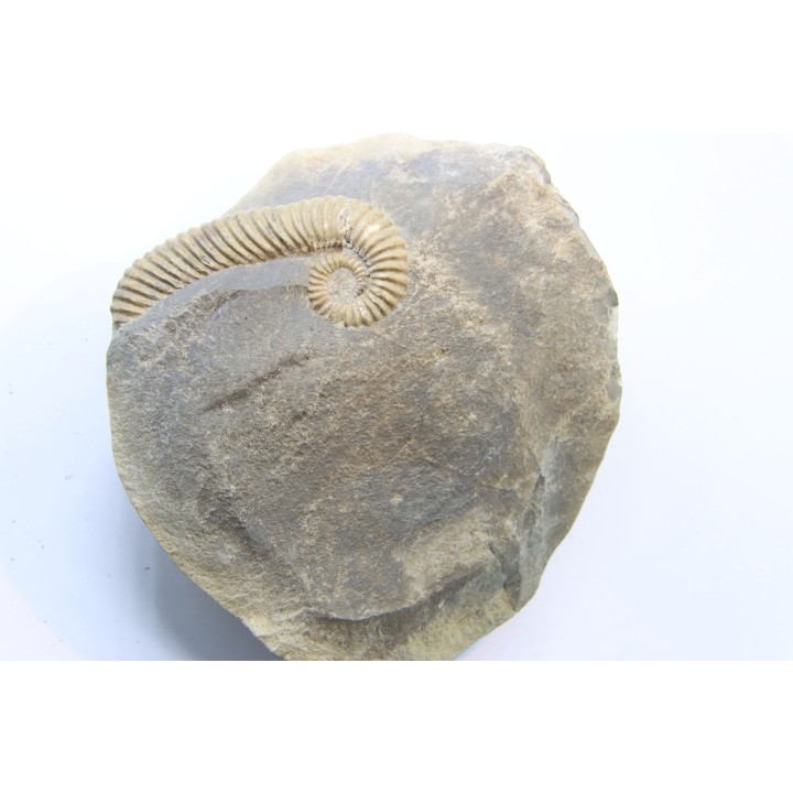 Tonohamites (toxoceratoides) taloryi - aptian - Wallumbilla Fmt - Walsh River - Queensland, AUSTRALIA