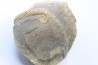 Tonohamites (toxoceratoides) taloryi - aptian - Wallumbilla Fmt - Walsh River - Queensland, AUSTRALIA