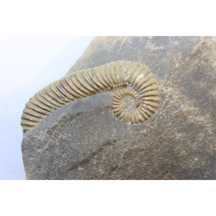 Tonohamites (toxoceratoides) taloryi - aptian - Wallumbilla Fmt - Walsh River - Queensland, AUSTRALIA