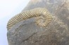 Tonohamites (toxoceratoides) taloryi - aptien - Walsh River - Queensland, AUSTRALIE