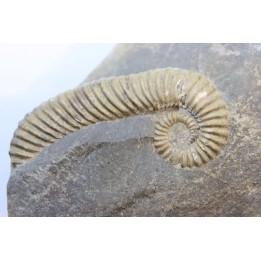 Tonohamites (toxoceratoides) taloryi - aptien - Walsh River - Queensland, AUSTRALIE
