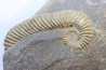 Tonohamites (toxoceratoides) taloryi - aptien - Walsh River - Queensland, AUSTRALIE