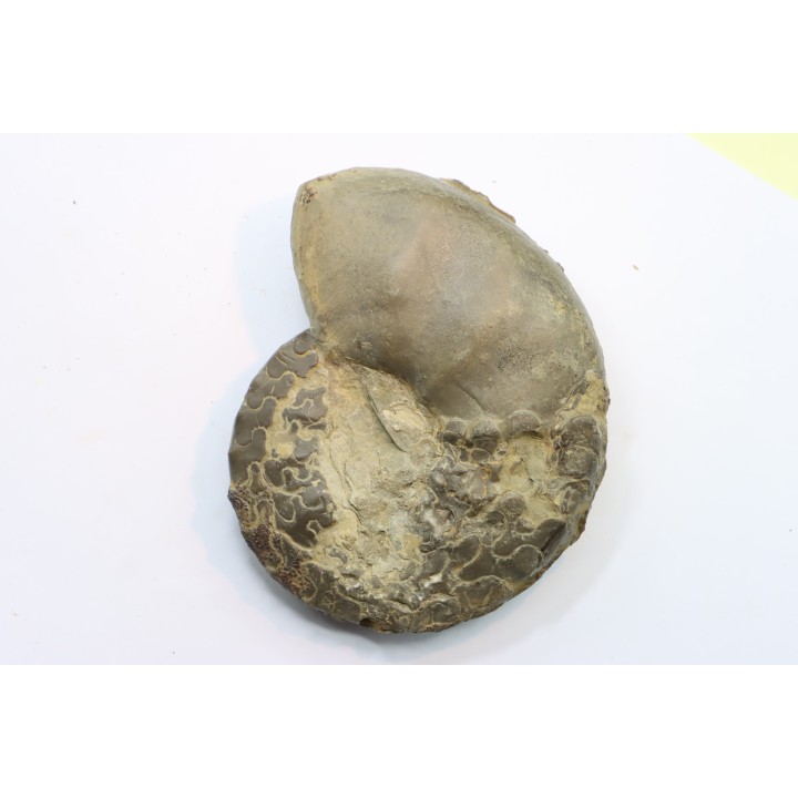 CERATITES SUBLAEVIGATUS - Muschelkalk - Lindach, Allemagne