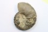 CERATITES SUBLAEVIGATUS - Muschelkalk - Lindach, Allemagne