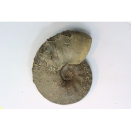 CERATITES SUBLAEVIGATUS - Muschelkalk - Lindach, Germany