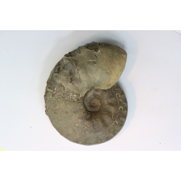 CERATITES SUBLAEVIGATUS - Muschelkalk - Lindach, Allemagne
