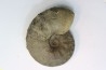 CERATITES SUBLAEVIGATUS - Muschelkalk - Lindach, Germany