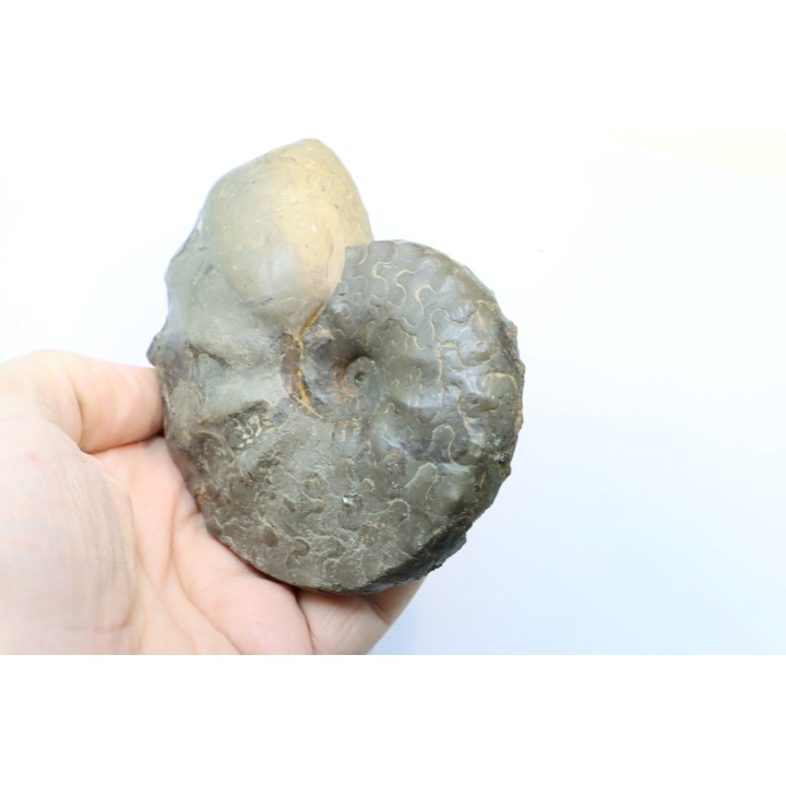 CERATITES SUBLAEVIGATUS - Muschelkalk - Lindach, Germany