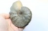 CERATITES SUBLAEVIGATUS - Muschelkalk - Lindach, Allemagne