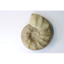 CERATITES SUBLAEVIGATUS - Muschelkalk - Lindach, Germany