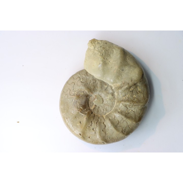 CERATITES SUBLAEVIGATUS - Muschelkalk - Lindach, Allemagne