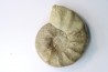 CERATITES SUBLAEVIGATUS - Muschelkalk - Lindach, Germany