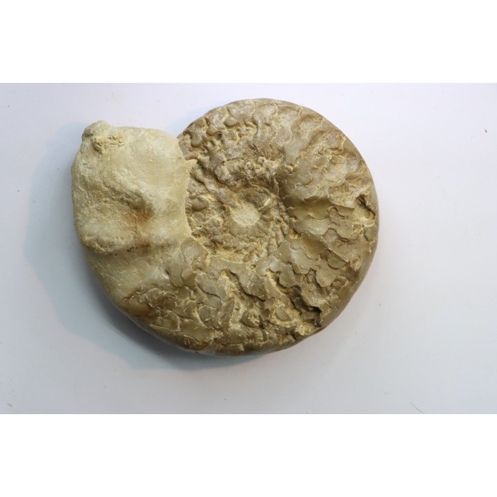CERATITES SUBLAEVIGATUS - Muschelkalk - Lindach, Germany