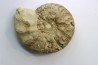 CERATITES SUBLAEVIGATUS - Muschelkalk - Lindach, Germany