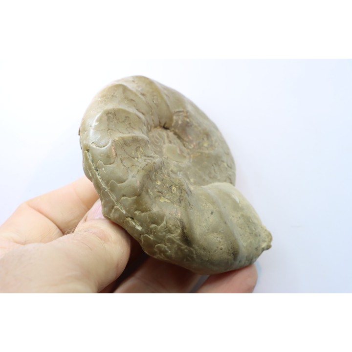 CERATITES SUBLAEVIGATUS - Muschelkalk - Lindach, Germany
