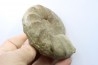 CERATITES SUBLAEVIGATUS - Muschelkalk - Lindach, Germany