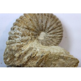 Ammonite Stoliczkaia dispar  - Upper Albian  - Penzesgyor, HUNGARY