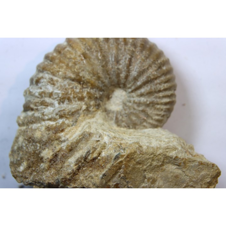 Ammonite Stoliczkaia dispar - Albien supérieur - Penzesgyor, Hongrie