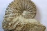 Ammonite Stoliczkaia dispar  - Upper Albian  - Penzesgyor, HUNGARY