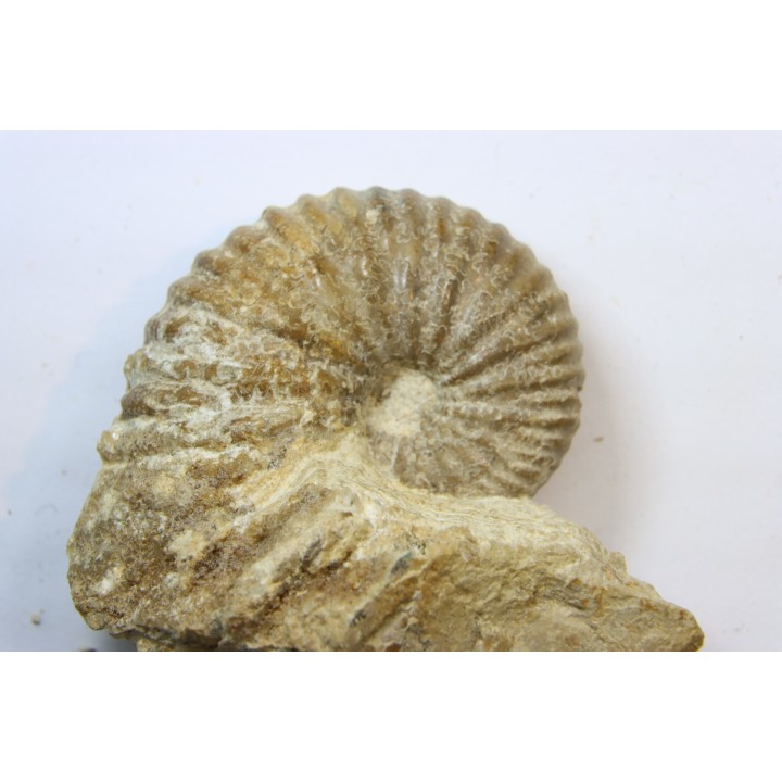 Ammonite Stoliczkaia dispar  - Upper Albian  - Penzesgyor, HUNGARY