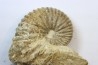 Ammonite Stoliczkaia dispar  - Upper Albian  - Penzesgyor, HUNGARY