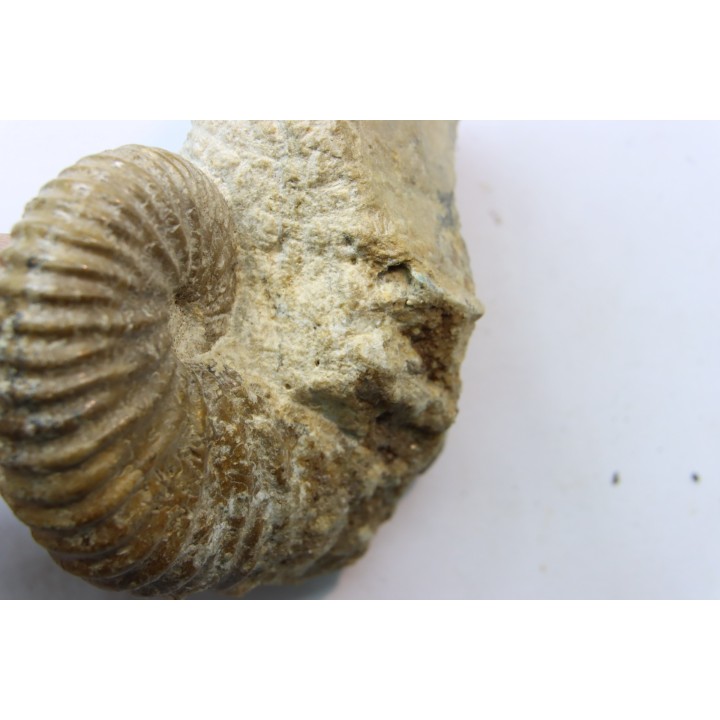 Ammonite Stoliczkaia dispar - Albien supérieur - Penzesgyor, Hongrie