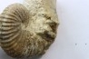 Ammonite Stoliczkaia dispar - Albien supérieur - Penzesgyor, Hongrie