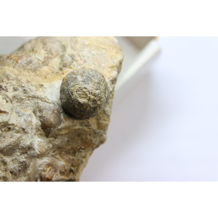 Ammonite Stoliczkaia dispar  - Upper Albian  - Penzesgyor, HUNGARY