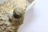 Ammonite Stoliczkaia dispar - Albien supérieur - Penzesgyor, Hongrie