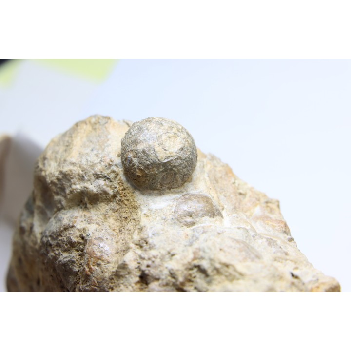 Ammonite Stoliczkaia dispar - Albien supérieur - Penzesgyor, Hongrie