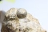 Ammonite Stoliczkaia dispar - Albien supérieur - Penzesgyor, Hongrie