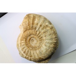 Pseudopeltoceras leckenbyi - callovian - Montreuil Bellay - FRANCE