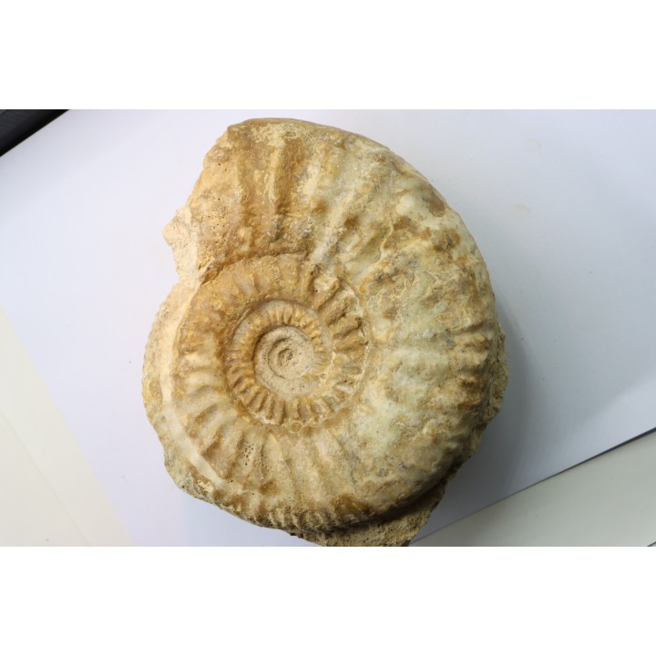 Pseudopeltoceras leckenbyi - callovian - Montreuil Bellay - FRANCE