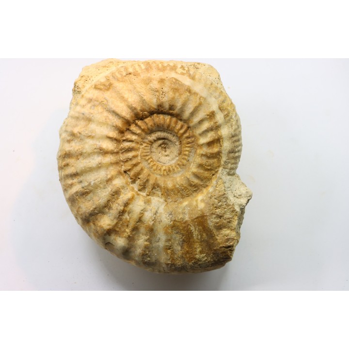 Pseudopeltoceras leckenbyi - callovien - Montreuil Bellay- FRANCE