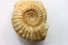 Pseudopeltoceras leckenbyi - callovian - Montreuil Bellay - FRANCE