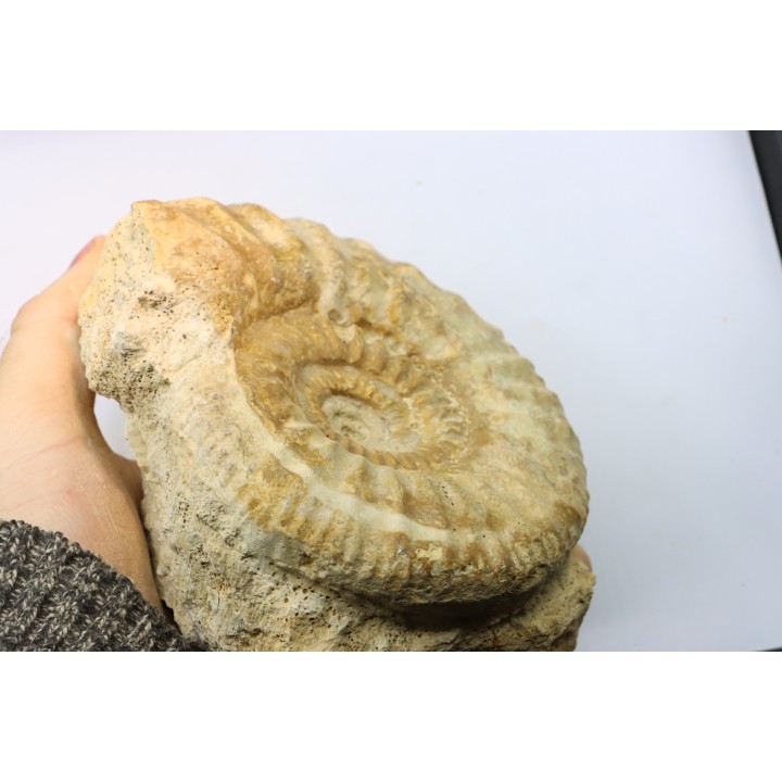 Pseudopeltoceras leckenbyi - callovien - Montreuil Bellay- FRANCE