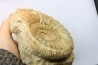 Pseudopeltoceras leckenbyi - callovian - Montreuil Bellay - FRANCE