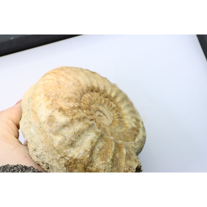 Pseudopeltoceras leckenbyi - callovien - Montreuil Bellay- FRANCE