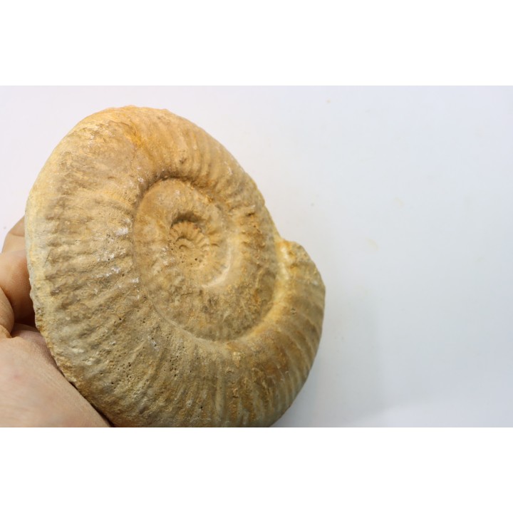 Subgrossouvria crassa monestieri - callovian - Montreuil Bellay - FRANCE