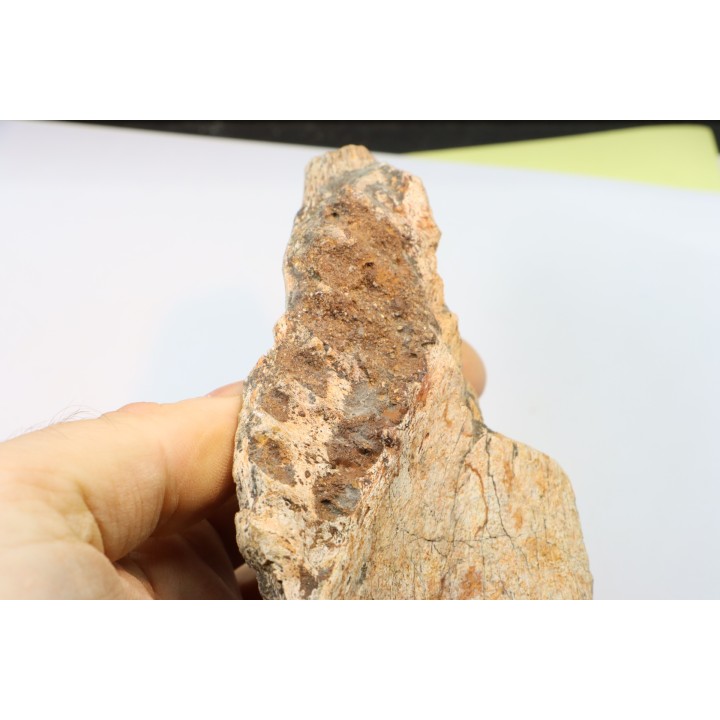mandibule de dinosaure hadrosaure : edmontosaure