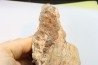 mandibule de dinosaure hadrosaure : edmontosaure