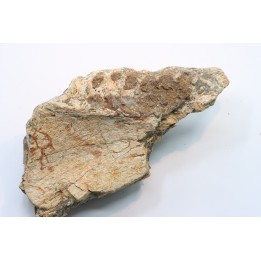 mandibule de dinosaure hadrosaure : edmontosaure