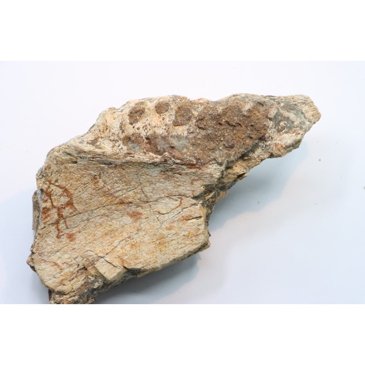part of mandibule -dinosaur hadrosaure : edmontosaure